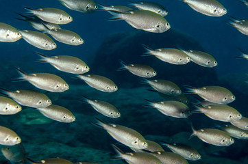Fototapeta premium Reef fishes from the sea of cortez, mexico