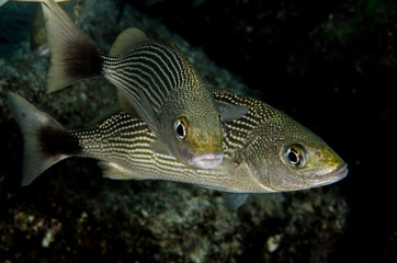 Fototapeta premium Reef fishes from the sea of cortez, mexico