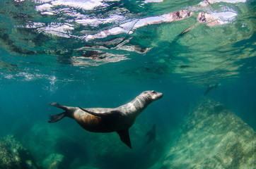 Californian sea lion (Zalophus californianus) swimming and playing in the reefs of los islotes in...
