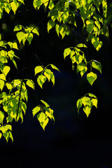 Poplar green leaves illuminated by the sun on a dark background.