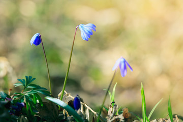 First spring flowers - Scilla Bifolia on a blurred background in the forest in the spring morning,