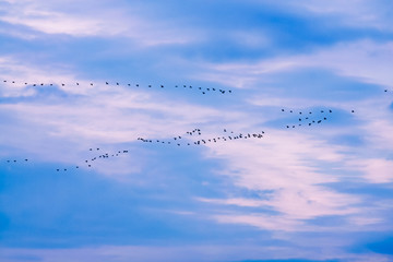 The wedge-like flock of geese in flight against the background of blue clouds at dawn,