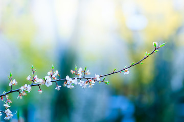 Apricot tree delicate blossoming  on a sunny spring day on a blurred background.