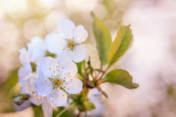 Delicate blossoming white cherries on a sunny spring day and on a blurred background