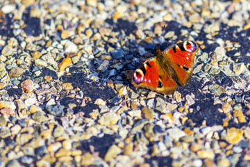 peacock butterfly