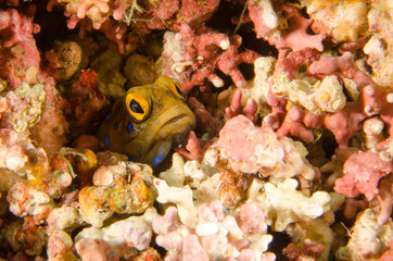 Reef fishes from the sea of cortez, mexico