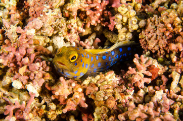Fototapeta premium Reef fishes from the sea of cortez, mexico