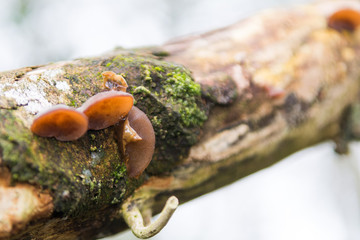 Wild mushrooms growing on a tree branch in the forest