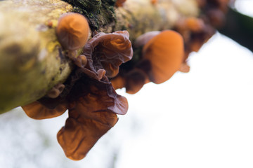 Wild mushrooms growing in woodland tree