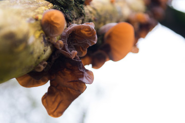 Wild mushrooms growing in woodland tree