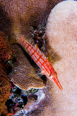 (Oxycirrhites typus) Longnose Hawkfish. reefs of the Sea of Cortez, Pacific ocean. Cabo Pulmo, Baja California Sur, Mexico.The world's aquarium.