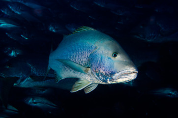 Fototapeta premium Big Dog Snapper (Lutjanus novemfasciatus), hunting trevally, reefs of Sea of Cortez, Pacific ocean. Cabo Pulmo National Park, Baja California Sur, Mexico. 