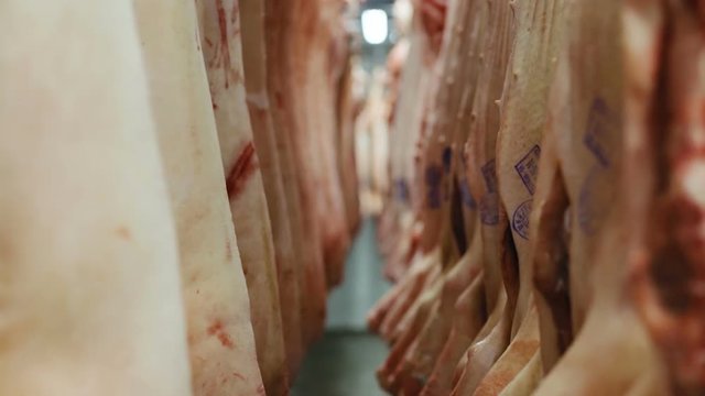 closeup view of dead pigs killed by butcher hanging on hooks in refrigerator in meat factory slaughtering pork swine animals protection kill pig death unhealthy lifestyle food business beheaded swine