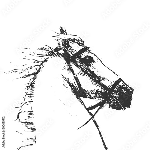 Tête Cheval Dessin Illustration Vecteur Vectoriel Crayon