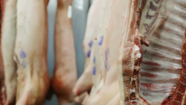 dead bloody pigs hanging in slaughterhouse after killed from a butcher human kill animals meat consumption death pig pork killing animal species extinction protection healthy lifestyle nutrition food