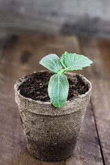 Cucumber plant in seedling peat pot on a rustic wooden table. Extreme shallow depth of field.