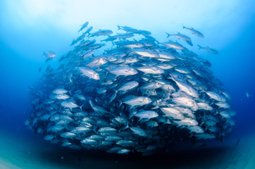 ig eye Trevally Jack, (Caranx sexfasciatus) Forming a polarized school or bait ball. Cabo Pulmo...