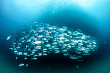 Big eye Trevally Jack, (Caranx sexfasciatus) Forming a polarized school or bait ball. Cabo Pulmo...