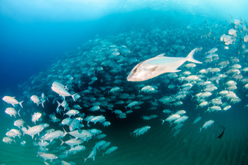 Fototapeta premium Big eye Trevally Jack, (Caranx sexfasciatus) in polarized school, bait ball or tornado. Cabo Pulmo National Park. Baja California Sur,Mexico.