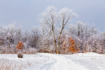 Hoar Frost in the Deciduous Forest