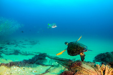 Sea turtle resting in the reefs of Cabo Pulmo National Park, Cousteau once named it The world's...