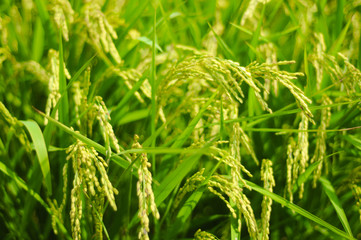 Rice on Groom in Shizuoka, Japan. Shizuoka is famous about the good rice field since this prefecture has so much water and good soil.