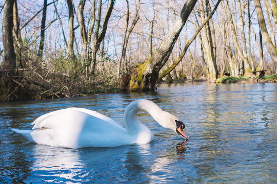 White swan swimming on lake at park