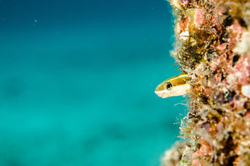 Fototapeta premium Reef fishes from the sea of cortez, mexico