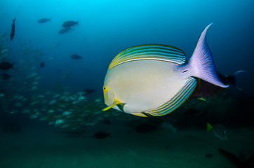 Fototapeta premium (Acanthurus xanthopterus) Yellowfin or purple Surgeonfish in a shipwreck. reefs of the Sea of Cortez, Pacific ocean. Cabo Pulmo, Baja California Sur, Mexico. Cousteau named it The world's aquarium.