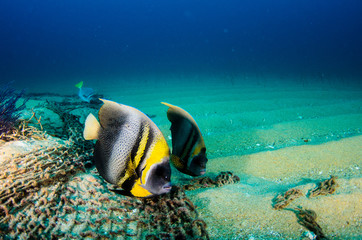Reef fishes from the sea of cortez, mexico