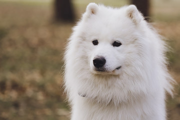 Obraz premium Beautiful dog Samoyed in the park, in the forest