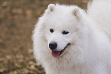 Beautiful dog Samoyed in the park, in the forest