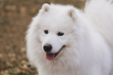 Obraz premium Beautiful dog Samoyed in the park, in the forest