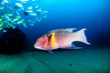 Fototapeta premium Mexican Hogfish (Bodianus diplotaena). reefs of the Sea of Cortez, Pacific ocean. Cabo Pulmo, Baja California Sur, Mexico. The world's aquarium.