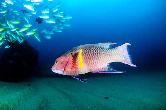 Mexican Hogfish (Bodianus diplotaena). reefs of the Sea of Cortez, Pacific ocean. Cabo Pulmo, Baja California Sur, Mexico. The world's aquarium.