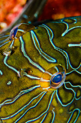 Fototapeta premium Reef fishes from the sea of cortez, mexico