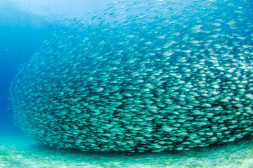 Fototapeta premium bait ball, mexico
