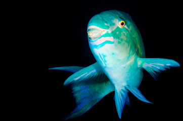 Fototapeta premium (Scarus compressus), Azure parrotfish, feeding in a shipwreck . reefs of the Sea of Cortez, Pacific ocean. Cabo Pulmo, Baja California Sur, Mexico.