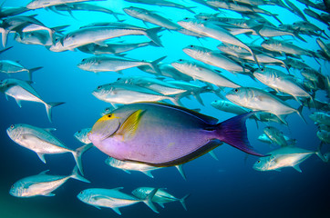 Fototapeta premium (Acanthurus xanthopterus) Yellowfin or purple Surgeonfish in a shipwreck. reefs of the Sea of Cortez, Pacific ocean. Cabo Pulmo, Baja California Sur, Mexico. Cousteau named it The world's aquarium.