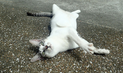 Happy cat lying on the pavement up belly