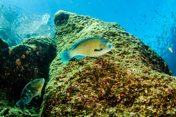 Fototapeta premium (Scarus compressus), Azure parrotfish, feeding in a shipwreck . reefs of the Sea of Cortez, Pacific ocean. Cabo Pulmo, Baja California Sur, Mexico.