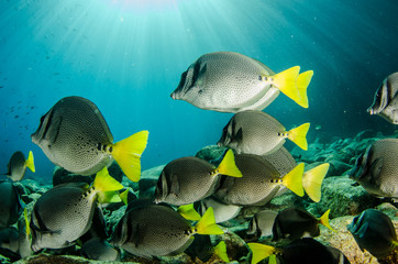 Fototapeta premium (Prionurus punctatus) Yellowtail Surgeonfish. reefs of the Sea of Cortez, Pacific ocean. Cabo Pulmo, Baja California Sur, Mexico.