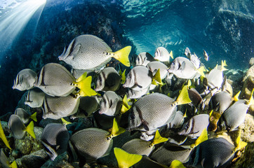 Fototapeta premium (Prionurus punctatus) Yellowtail Surgeonfish. reefs of the Sea of Cortez, Pacific ocean. Cabo Pulmo, Baja California Sur, Mexico.