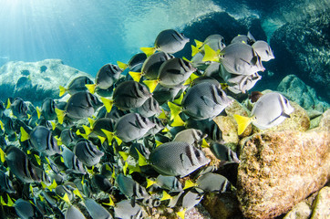 Fototapeta premium (Prionurus punctatus) Yellowtail Surgeonfish. reefs of the Sea of Cortez, Pacific ocean. Cabo Pulmo, Baja California Sur, Mexico.