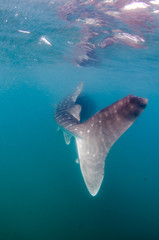 Fototapeta premium Whale Shark (rhincodon typus), the biggest fish in the ocean, a huge gentle plankton filterer giant, swimming near the surface. La Paz Baja California sur, Mexico.