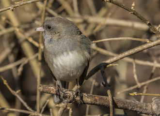 Dark Eyed Junco