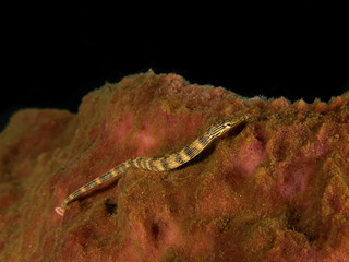 Pipefish on the Hunt