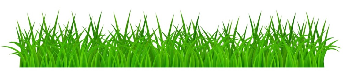 Green grass isolated on white background