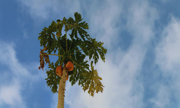 Papaya - Melonenbaum