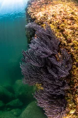Coral reef scenics of the Sea of Cortez, Baja California Sur, Mexico.  © leonardogonzalez